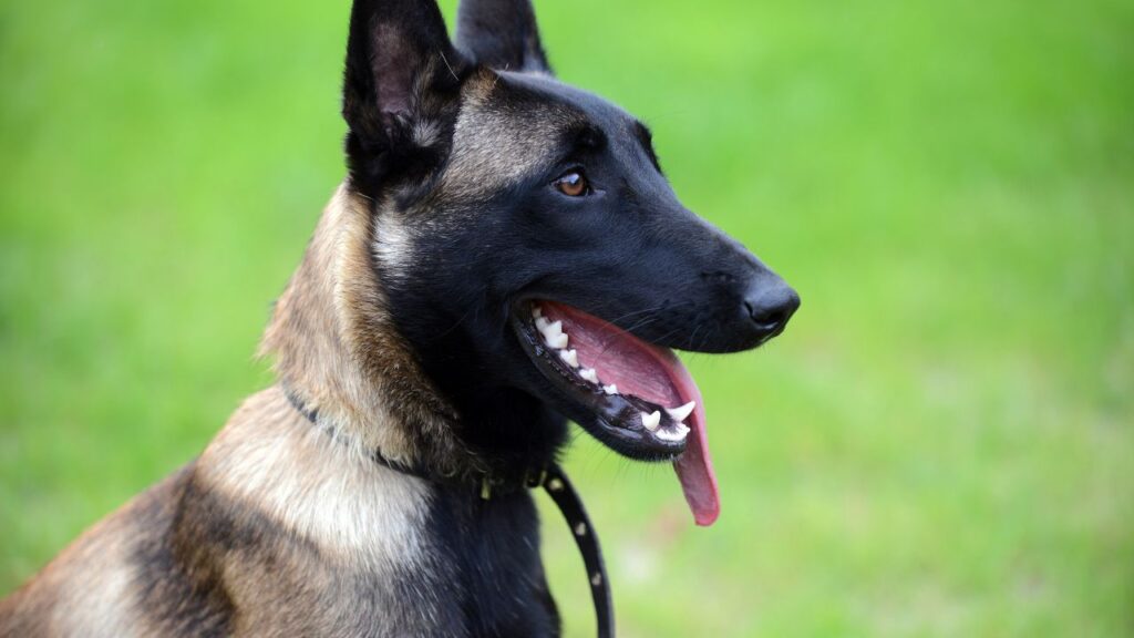 10 Fun Activities Every Malinois Will Love