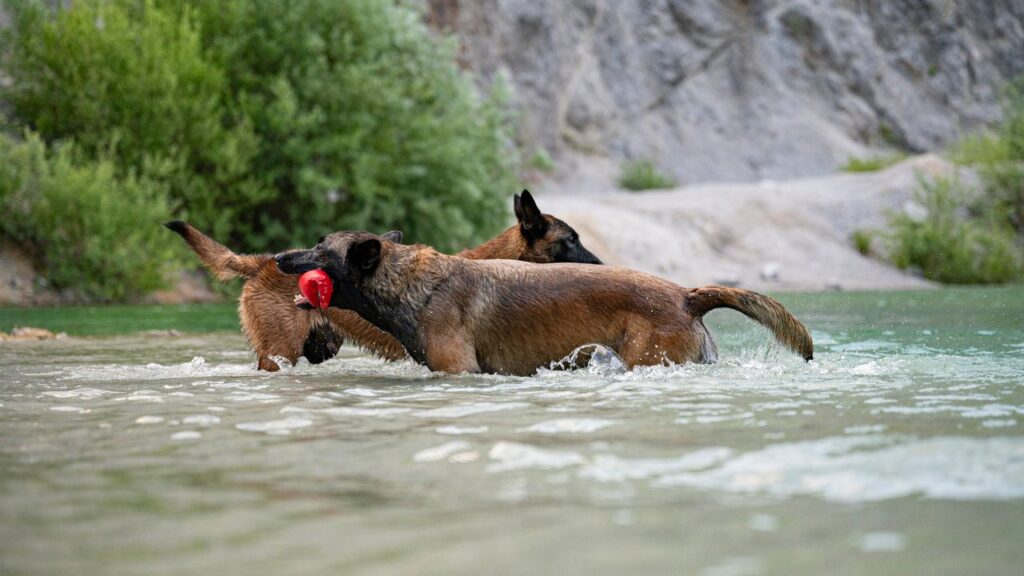 10 Fun Activities Every Malinois Will Love