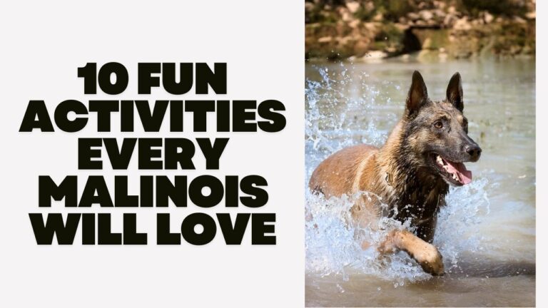 10 Fun Activities Every Malinois Will Love