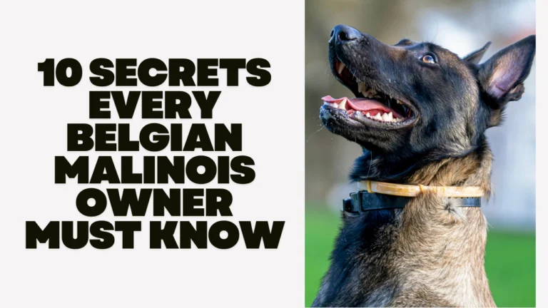 10 Secrets Every Belgian Malinois Owner Must Know