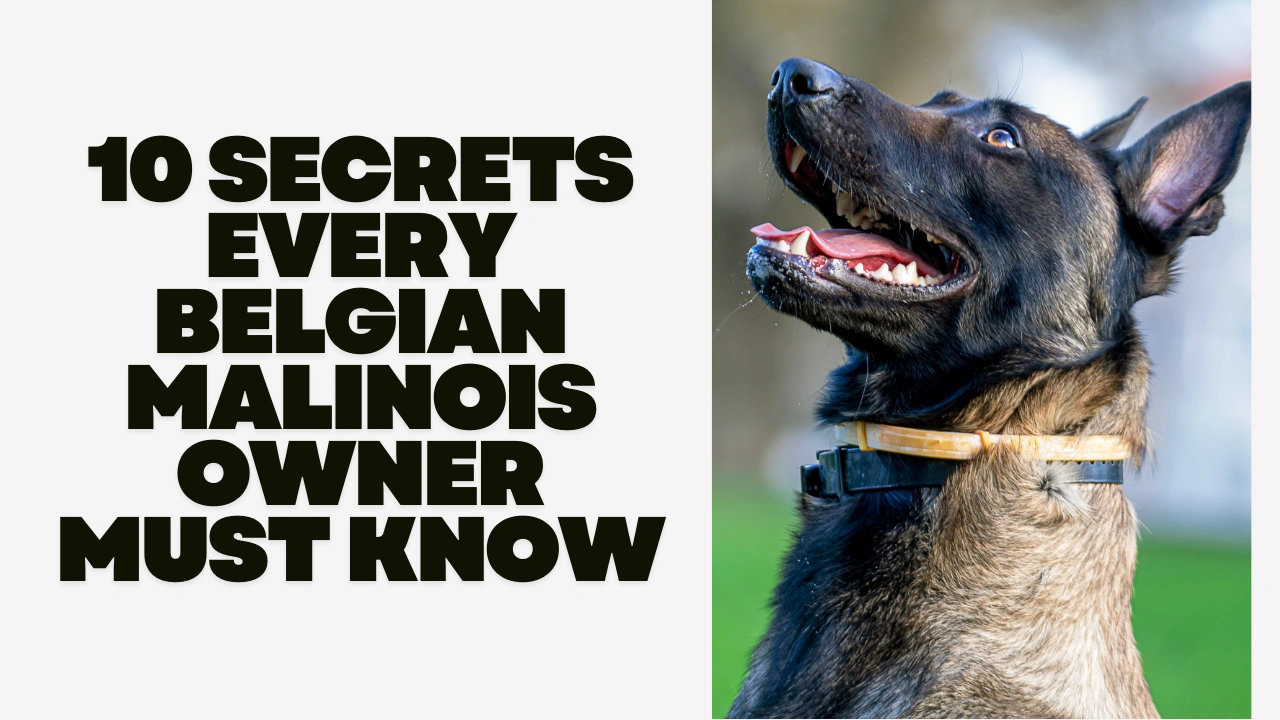 10 Secrets Every Belgian Malinois Owner Must Know