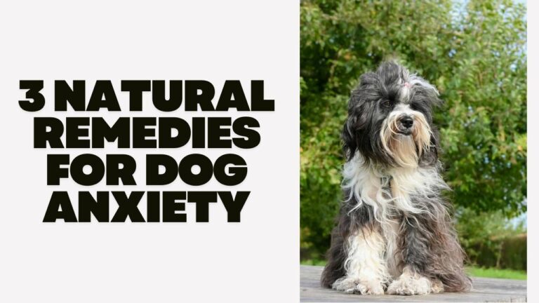 3 Natural Remedies For Dog Anxiety