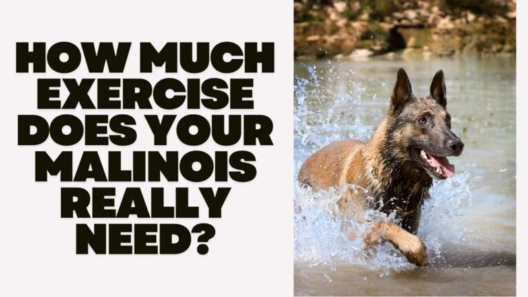 How Much Exercise Does Your Malinois Really Need
