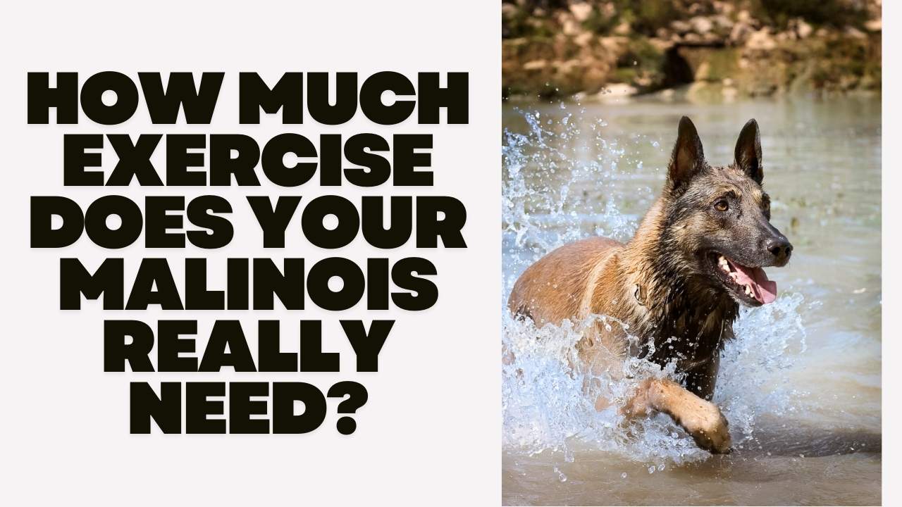 How Much Exercise Does Your Malinois Really Need