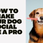 How To Make Your Dog Social Like A Pro
