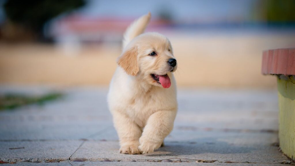 How To Make Your Dog Social Like A Pro