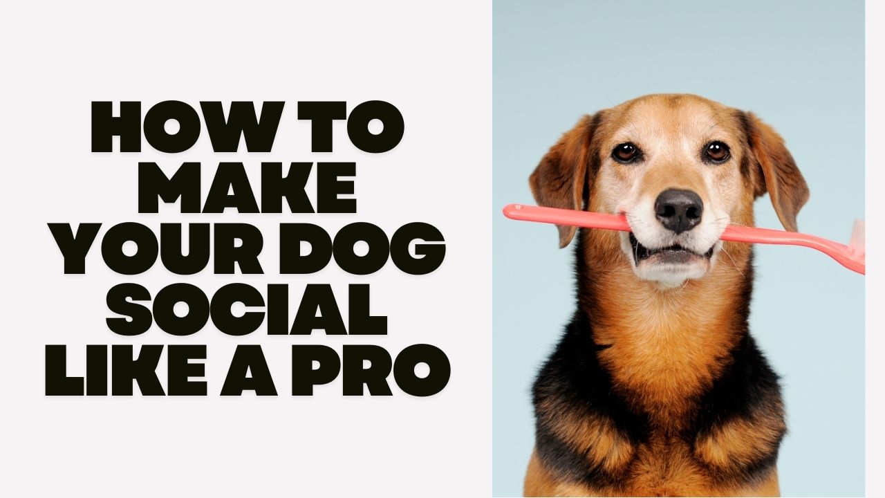 How To Make Your Dog Social Like A Pro