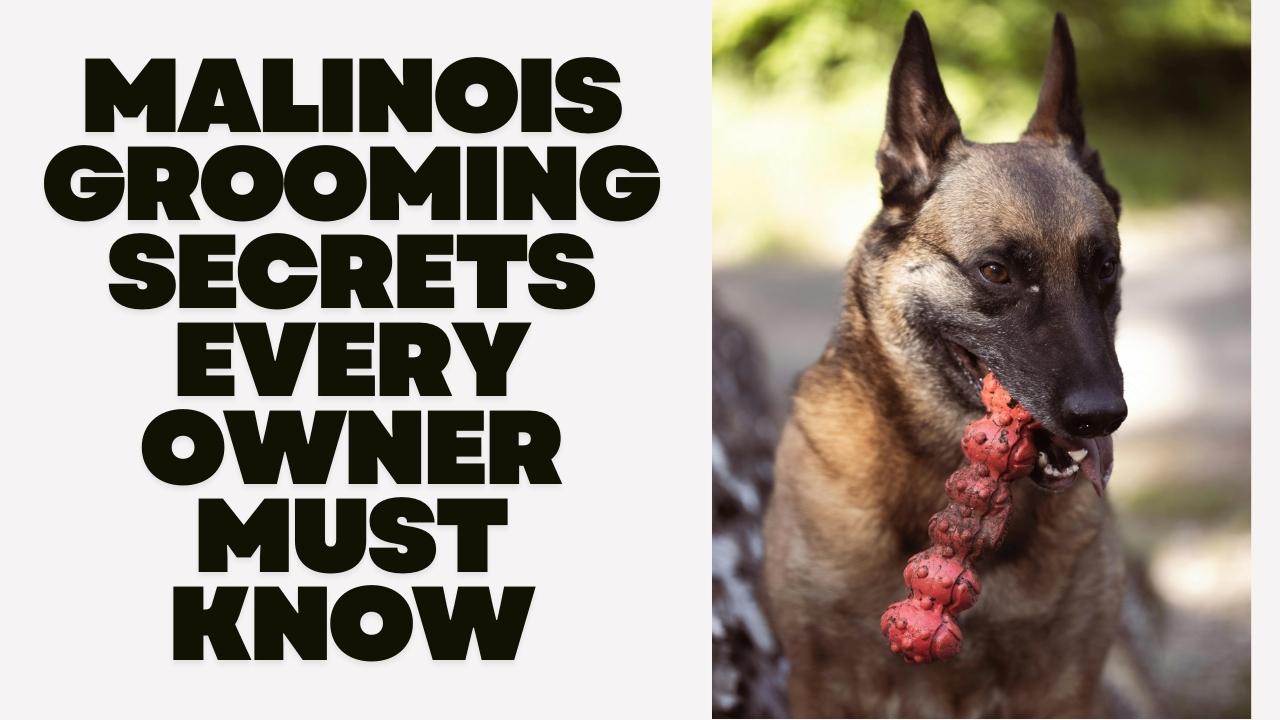 Malinois Grooming Secrets Every Owner Must Know