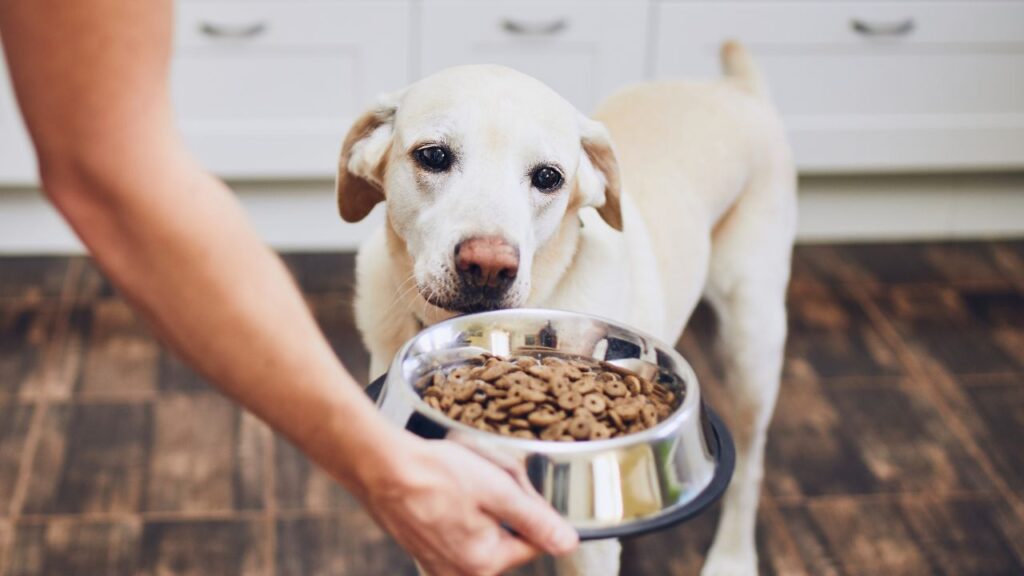 The Hidden Dangers In Store-Bought Dog Food