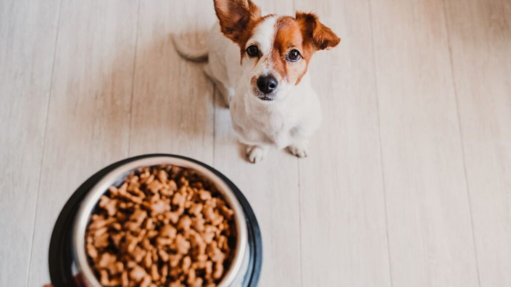 The Hidden Dangers In Store-Bought Dog Food