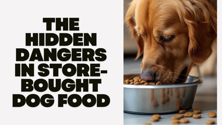 The Hidden Dangers In Store-Bought Dog Food