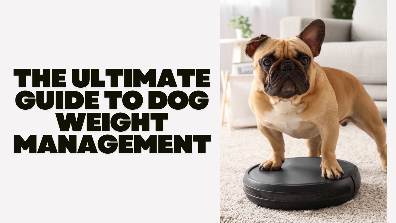 The Ultimate Guide To Dog Weight Management