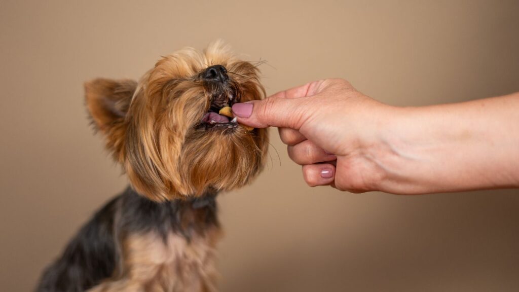 Treat Your Dog Without Harming Their Health