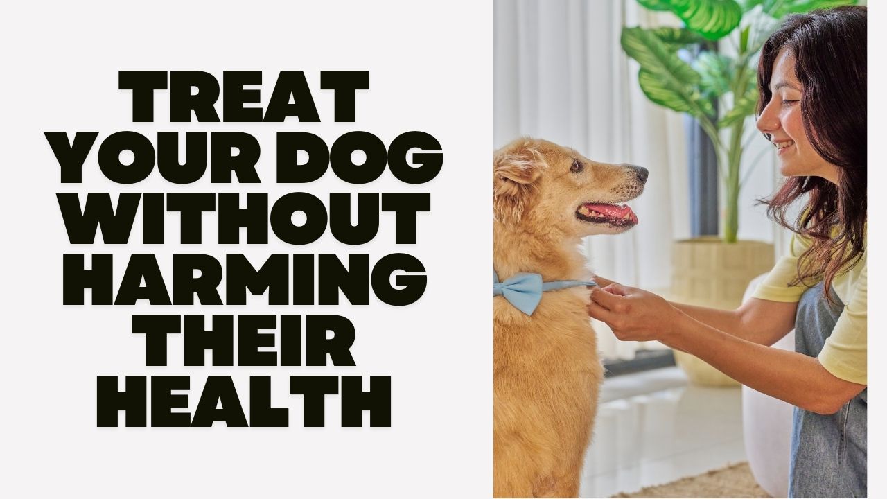 Treat Your Dog Without Harming Their Health