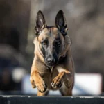 Why Americans Are Obsessed With Belgian Malinois In 2026