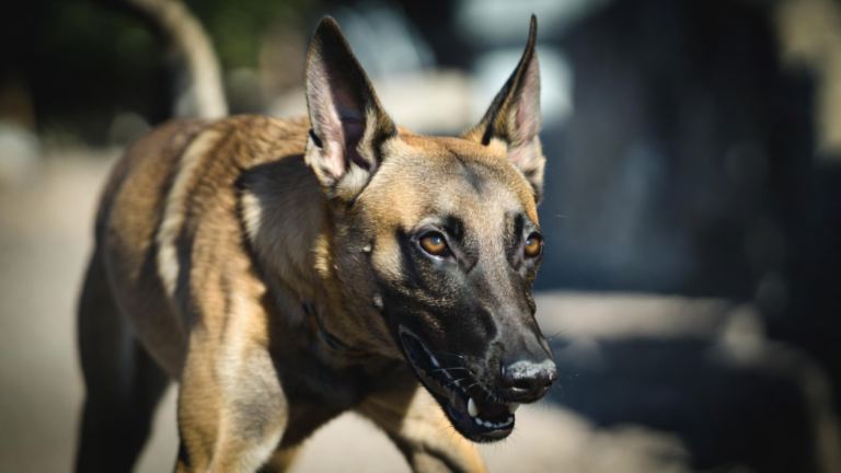 Belgian Malinois IQ Level Will Blow Your Mind