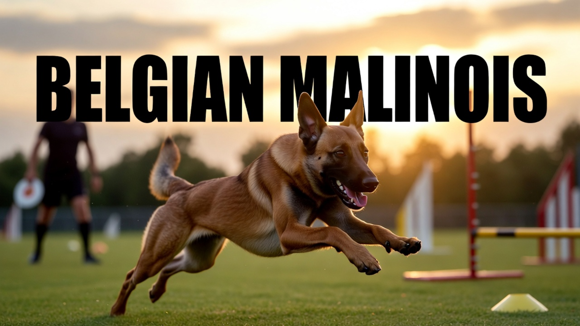 Best Toys for Belgian Malinois in the USA