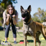 Can First-Time Dog Owners Handle Belgian Malinois?