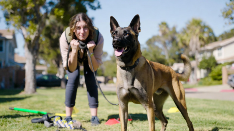Can First-Time Dog Owners Handle Belgian Malinois?