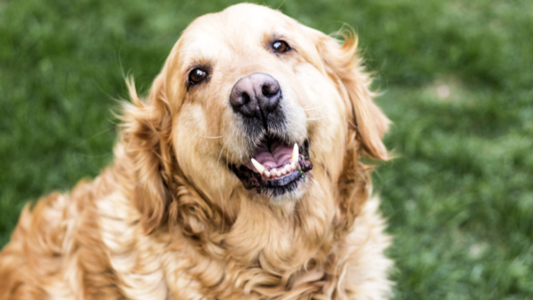 7 Heartwarming Signs Your Senior Dog Is Still Happy (Even if They’re Slower Than Before)