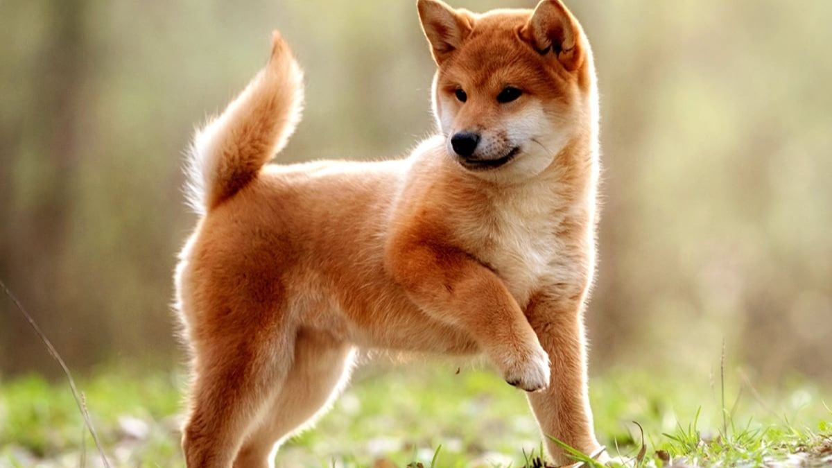 13 Top Dog Breeds You'll See Everywhere in California