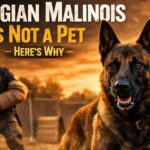 Belgian Malinois Is Not a Pet – Here’s Why