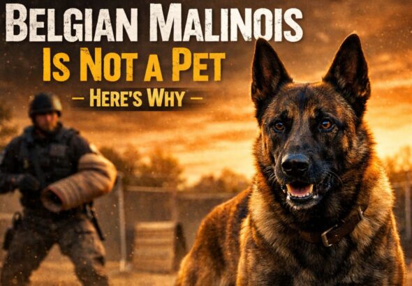 Belgian Malinois Is Not a Pet – Here’s Why