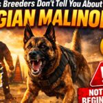 Things Breeders Don’t Tell You About Belgian Malinois