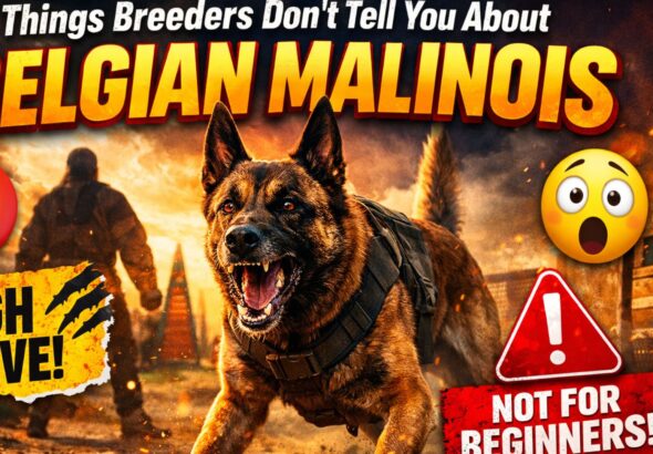 Things Breeders Don’t Tell You About Belgian Malinois