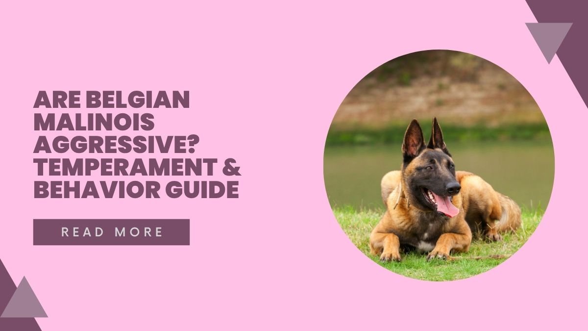Are Belgian Malinois Aggressive Temperament & Behavior Guide