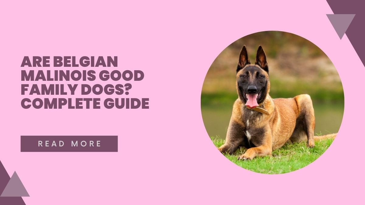 Are Belgian Malinois Good Family Dogs