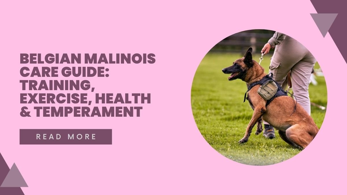 Belgian Malinois Care Guide