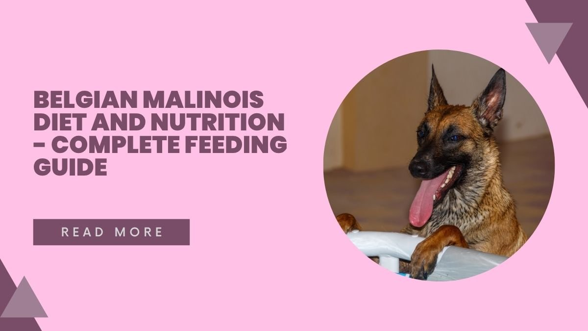 Belgian Malinois Diet and Nutrition - Complete Feeding Guide
