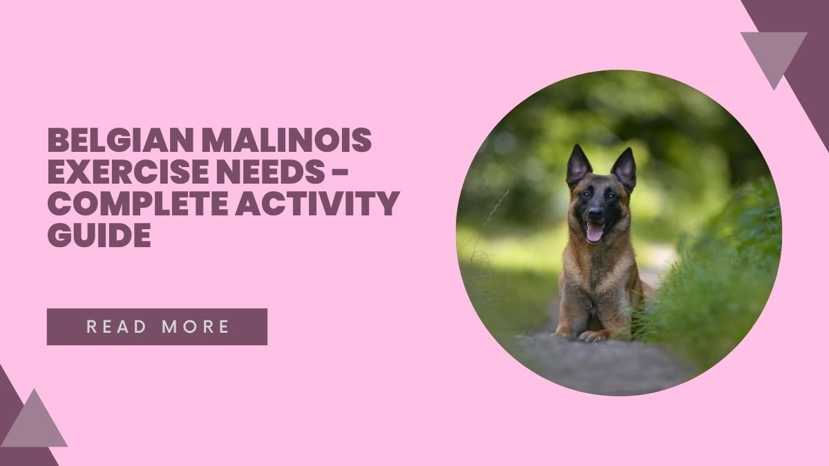 Belgian Malinois Exercise Needs - Complete Activity Guide