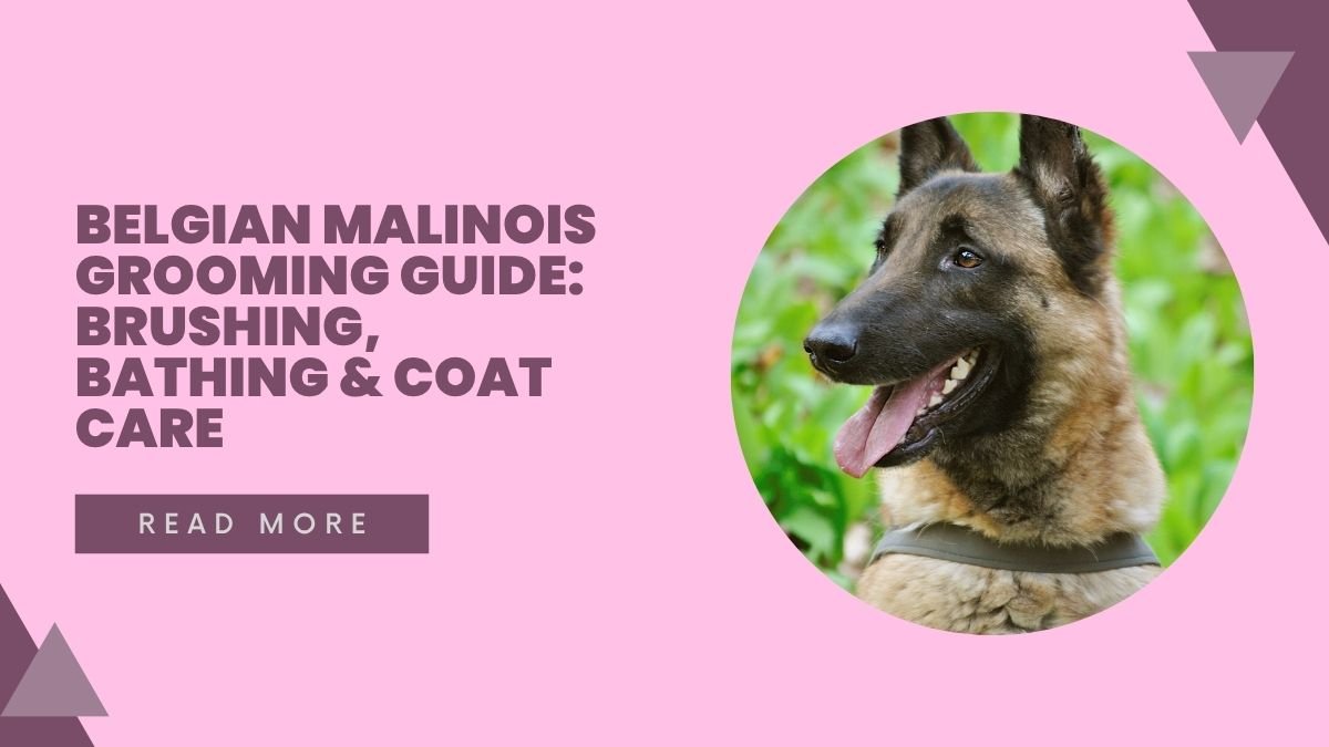 Belgian Malinois Grooming Guide: Brushing, Bathing & Coat Care