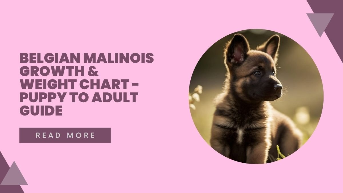 Belgian Malinois Growth & Weight Chart - Puppy to Adult Guide