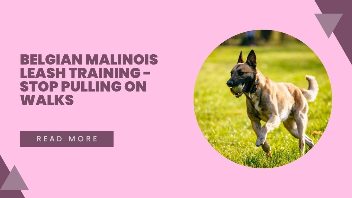Belgian Malinois Leash Training - Stop Pulling on Walks