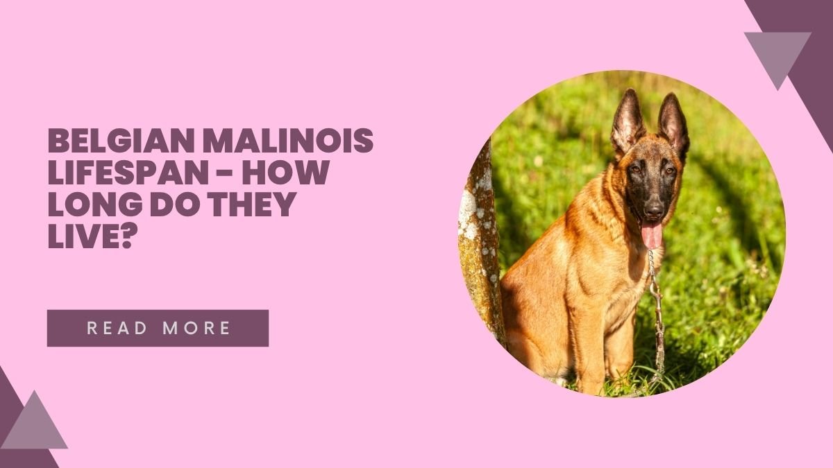 Belgian Malinois Lifespan - How Long Do They Live