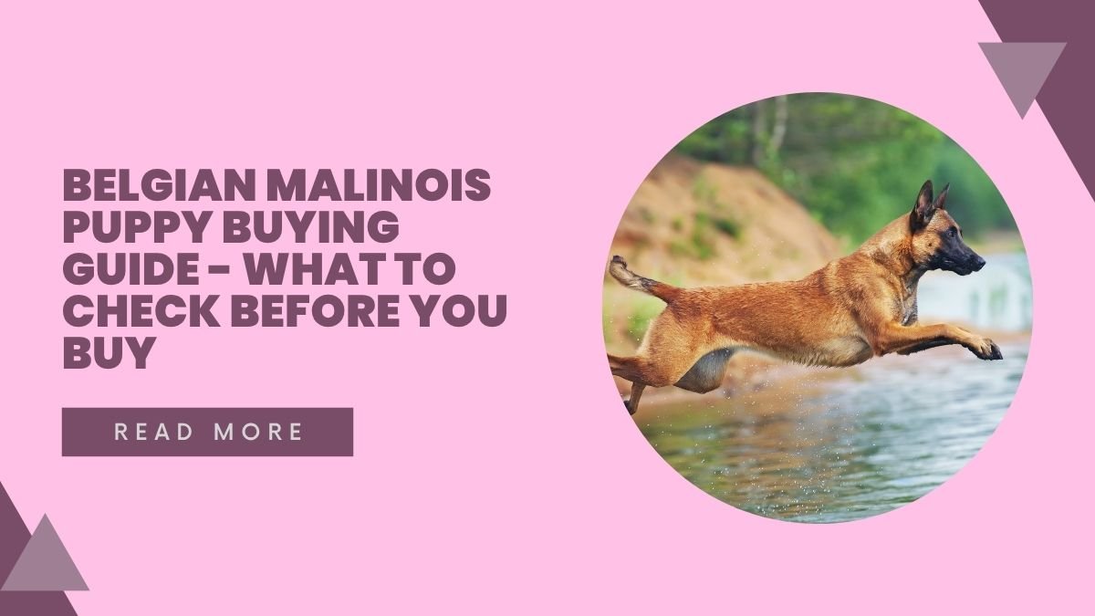 Belgian Malinois Puppy Buying Guide - What to Check Before You Buy