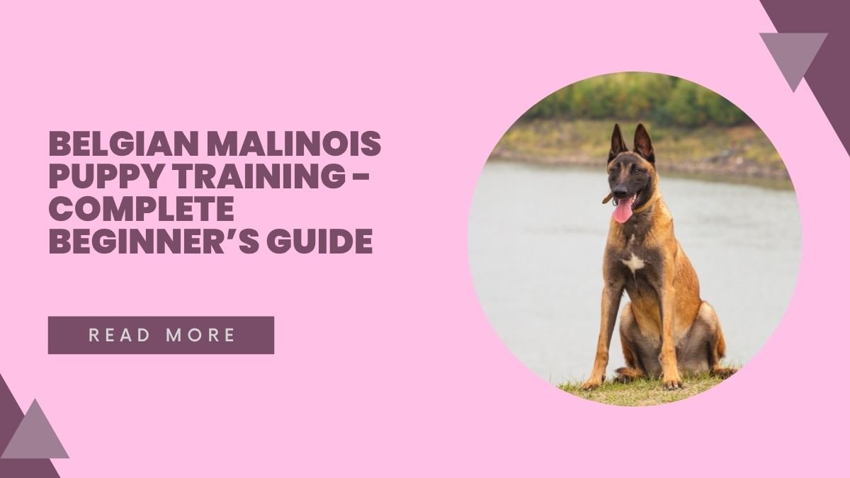 Belgian Malinois Puppy Training - Complete Beginner’s Guide
