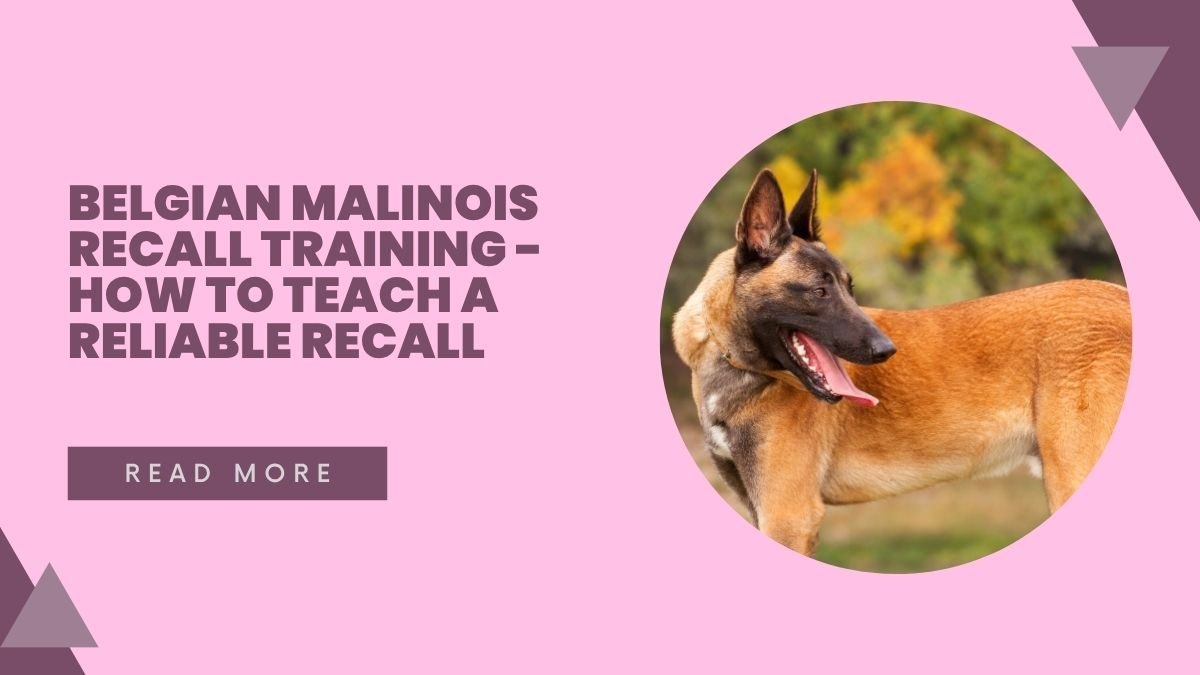 Belgian Malinois Recall Training - How to Teach a Reliable Recall