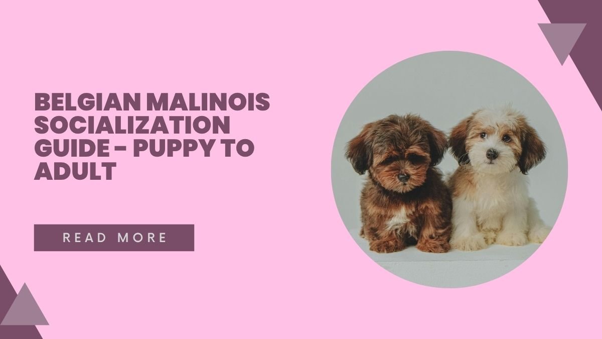 Belgian Malinois Socialization Guide - Puppy to Adult