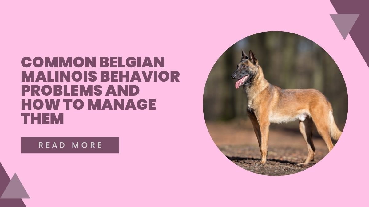 Common Belgian Malinois Behavior Problems and How to Manage Them