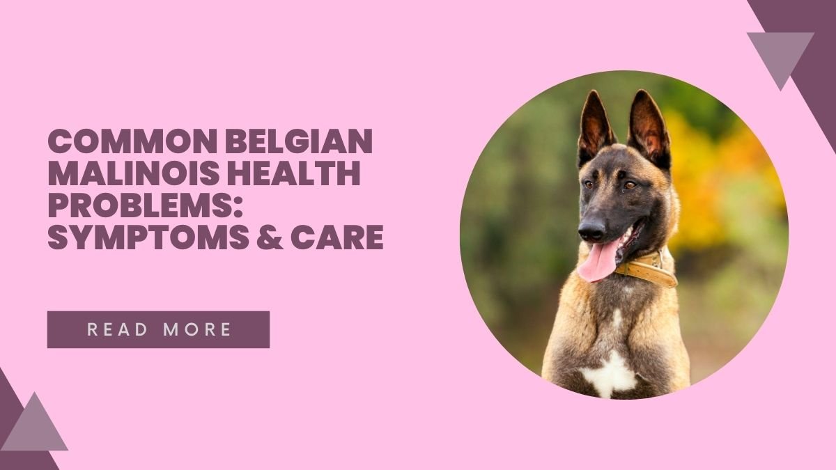 Common Belgian Malinois Health Problems: Symptoms & Care