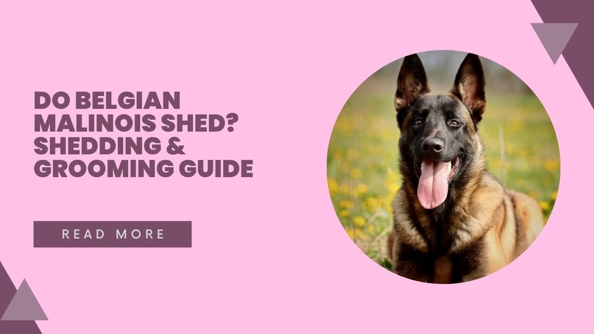 Do Belgian Malinois Shed? Shedding & Grooming Guide