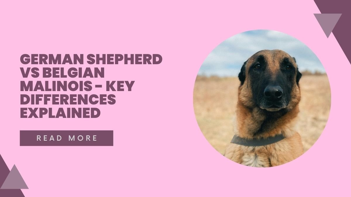 German Shepherd vs Belgian Malinois - Key Differences Explained