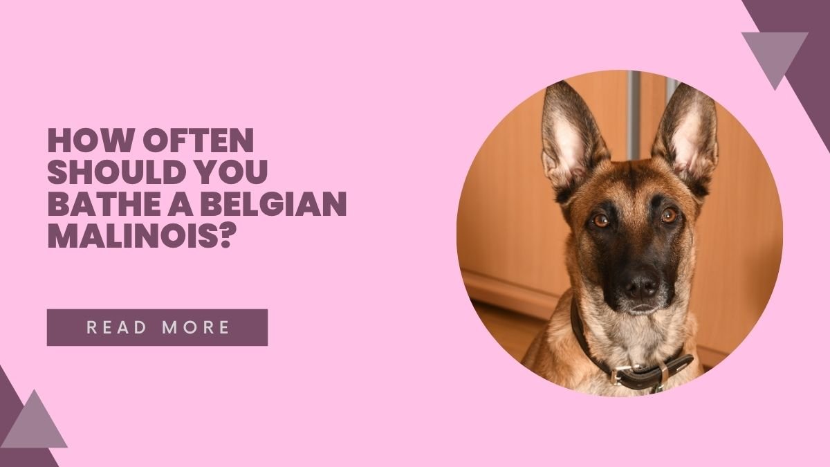 How Often Should You Bathe a Belgian Malinois?