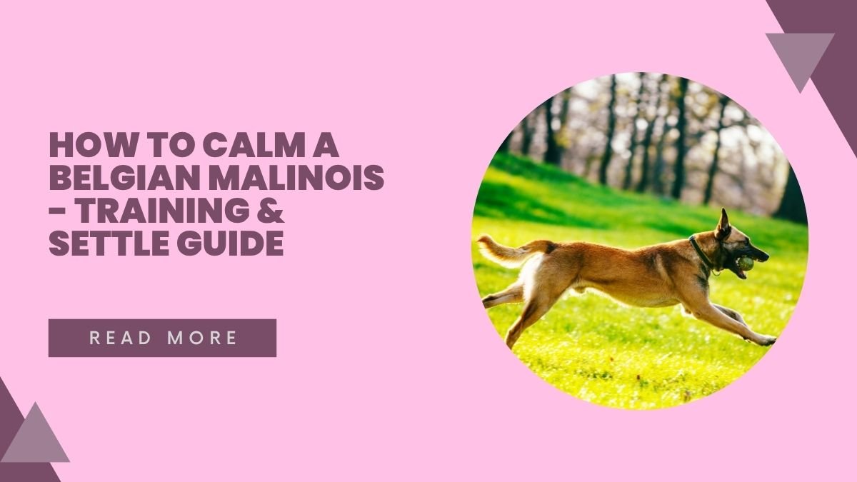 How to Calm a Belgian Malinois - Training & Settle Guide