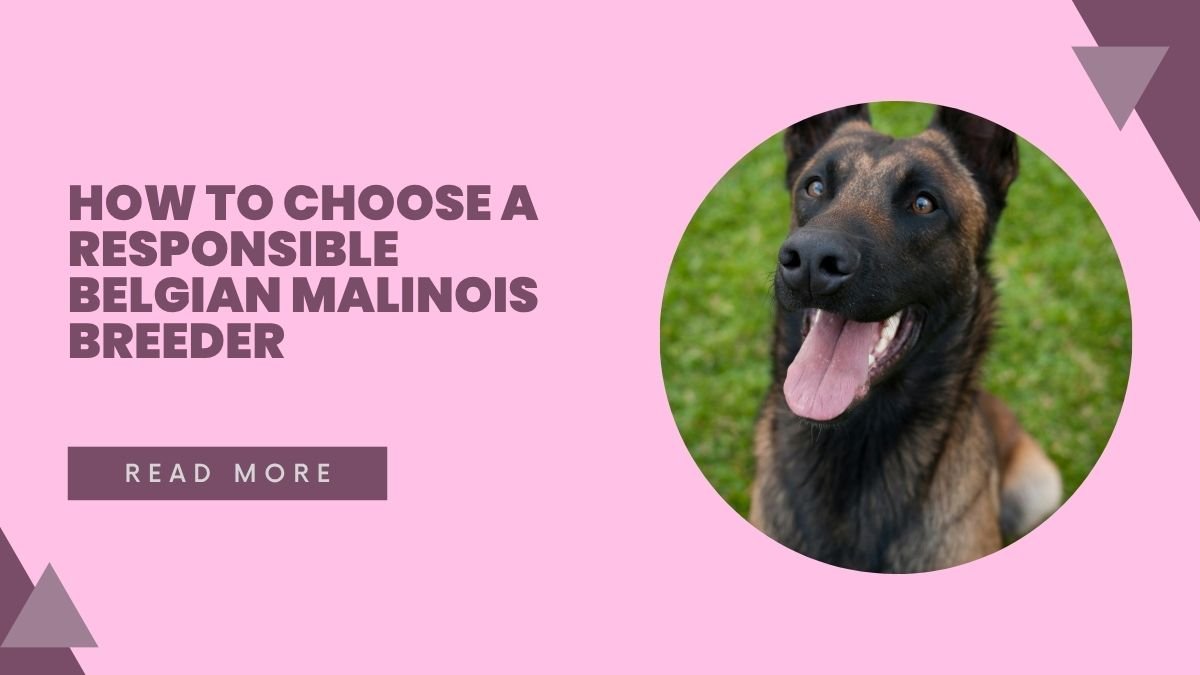 How to Choose a Responsible Belgian Malinois Breeder