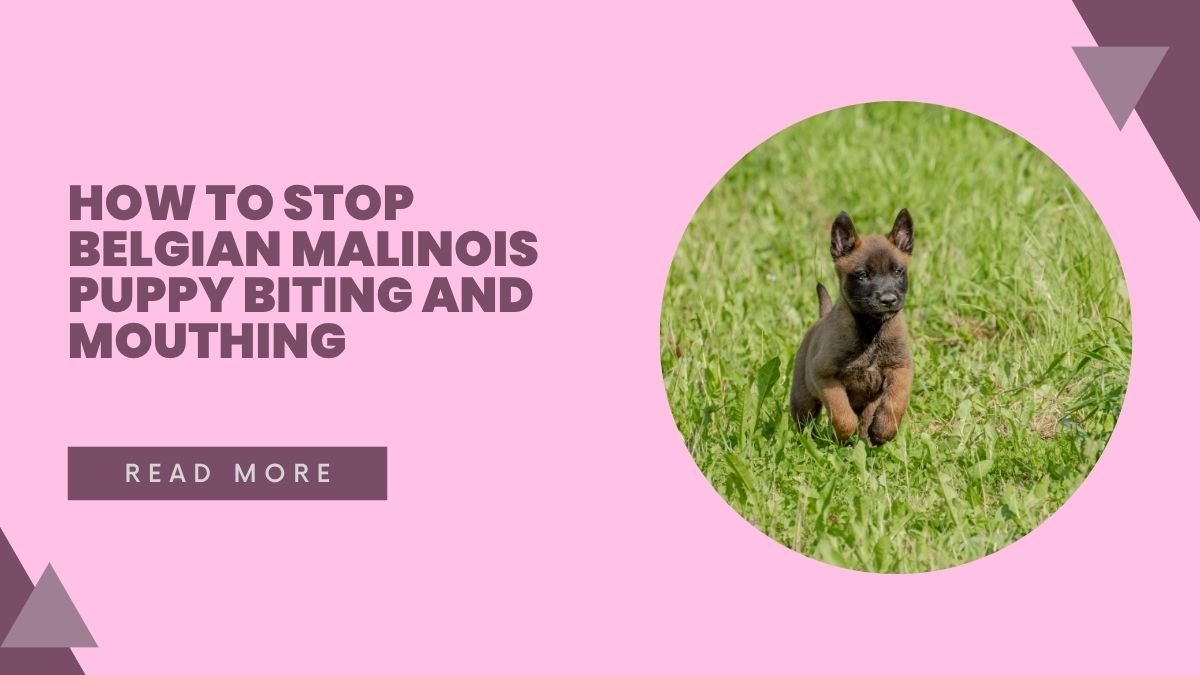How to Stop Belgian Malinois Puppy Biting and Mouthing